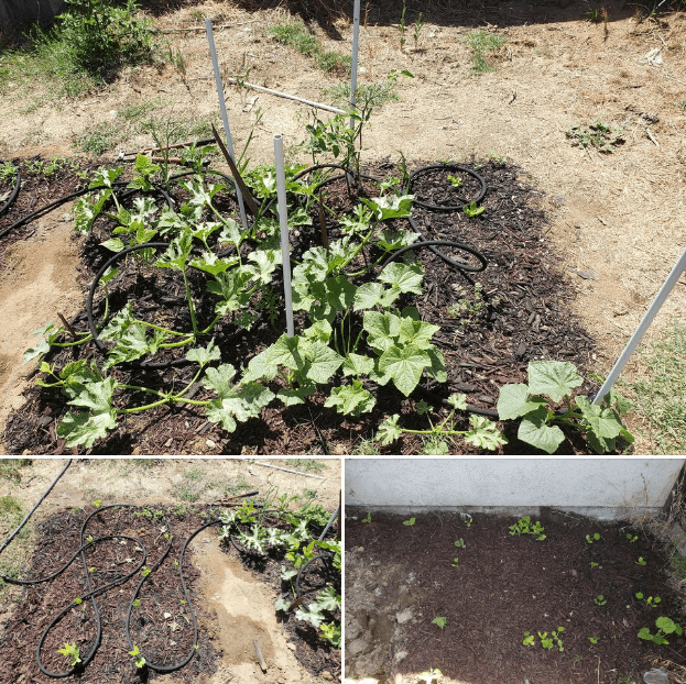 dense-dry-soil